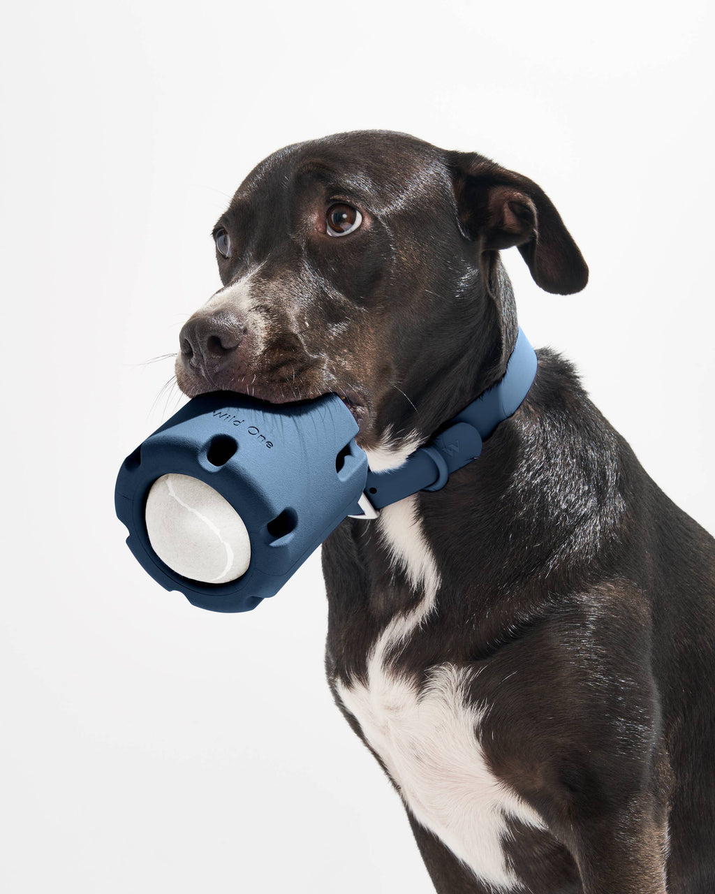 Tennis Tumble Interactive Dog Toy: Moonstone